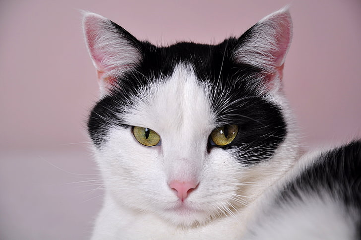 white and black tuxedo cat, face, spotted, pets, animal, domestic Cat