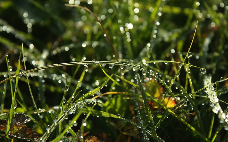green grass, nature, water drops, macro, plants, wet, beauty in nature