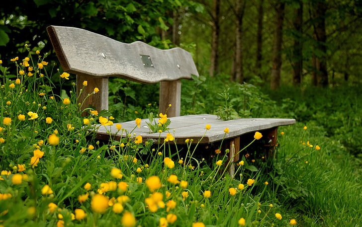 brown wooden bench, greens, flowers, background, widescreen, Wallpaper