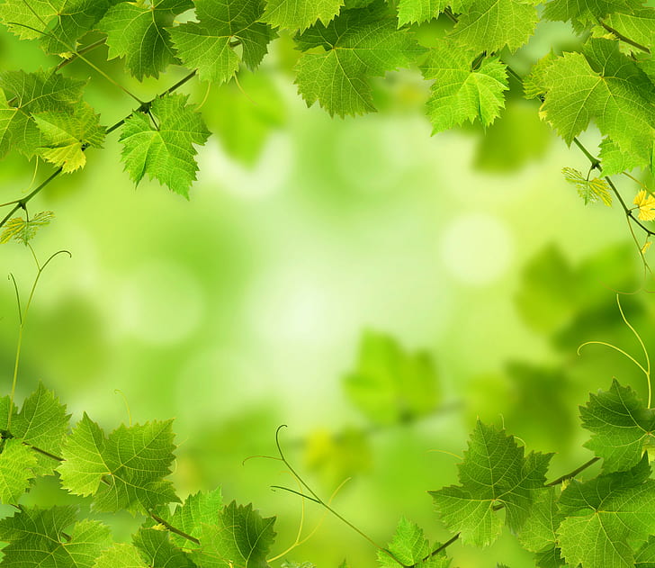 foliage, green, nature, 4k, HD wallpaper