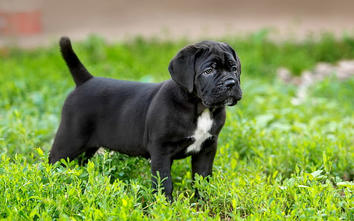 Puppy Cane Corso breed, black and white short coat dog, grass