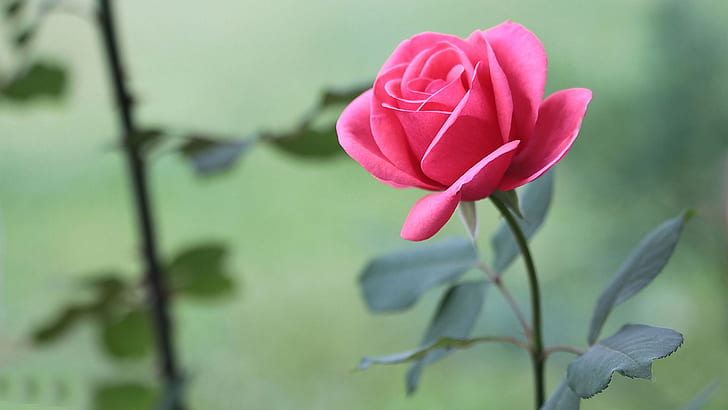 Pink Rose, Flowers, Leaves