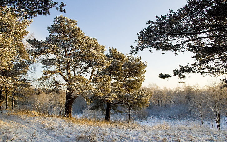 green tree, nature, landscape, snow, trees, forest, winter, pine trees