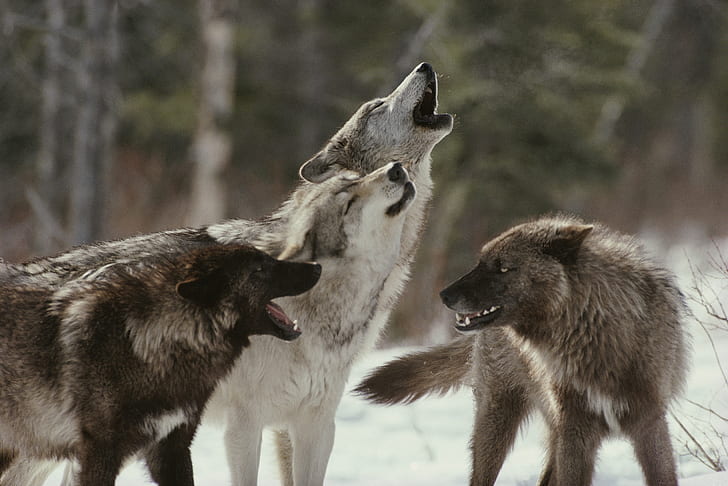 wolf, winter, depth of field, animals, pack, snow, HD wallpaper