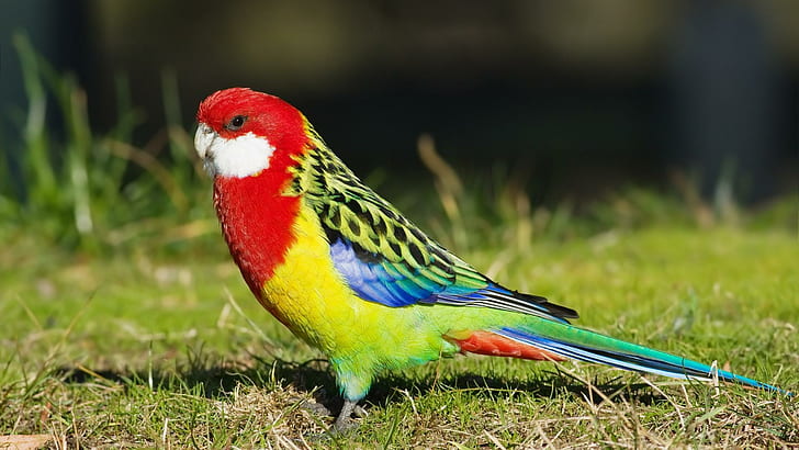 Wild Parakeet, scarlet macaw, blue, bird, green, feathers, colors, HD wallpaper