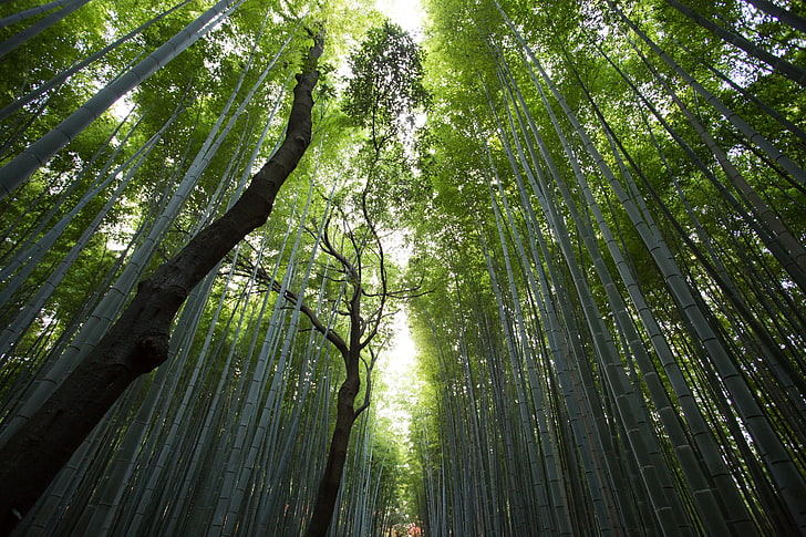 bamboo, forest, nature, plants, tree, growth, green color, beauty in nature