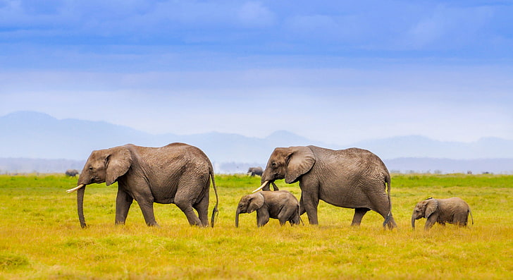 herd of gray elephants, landscape, mountains, family, Africa