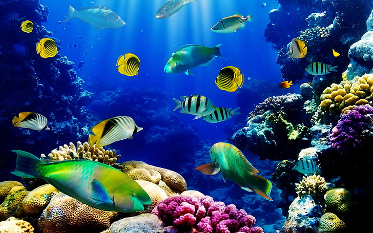 HD wallpaper: Fish Ocean seabed-tropical-reef coral-Hd Wallpaper, animal  themes | Wallpaper Flare