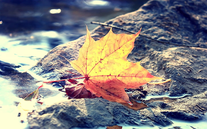 yellow and orange maple leaf, maple leaf on stone, fall, depth of field