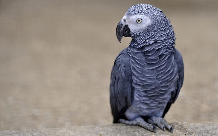 African Grey Parrot, grey african parrot, HD wallpaper