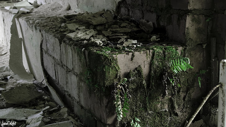 green and brown tree trunk, old building, wall, no people, day, HD wallpaper