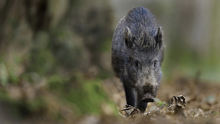 black wild boar, nature, pigs, animals, animal themes, one animal