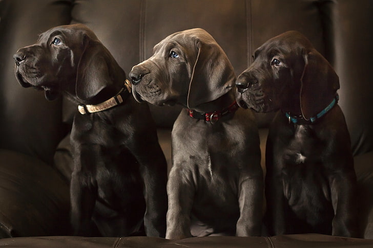 dogs, puppies, trio, Trinity, alignment, Great Dane, HD wallpaper
