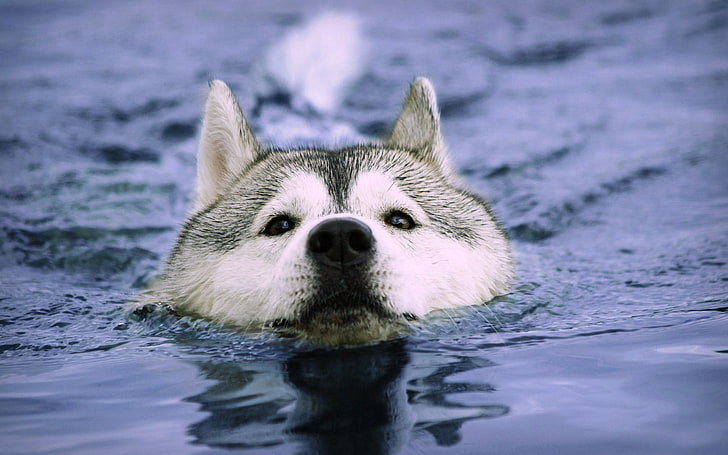 adult white Siberian husky, dog, muzzle, swim, wet, sled Dog