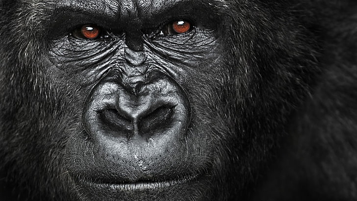 great ape, eyes, monochrome, look, gorilla, wildlife, terrestrial animal