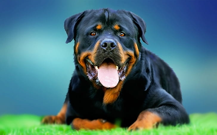 rottweiler angry wallpaper