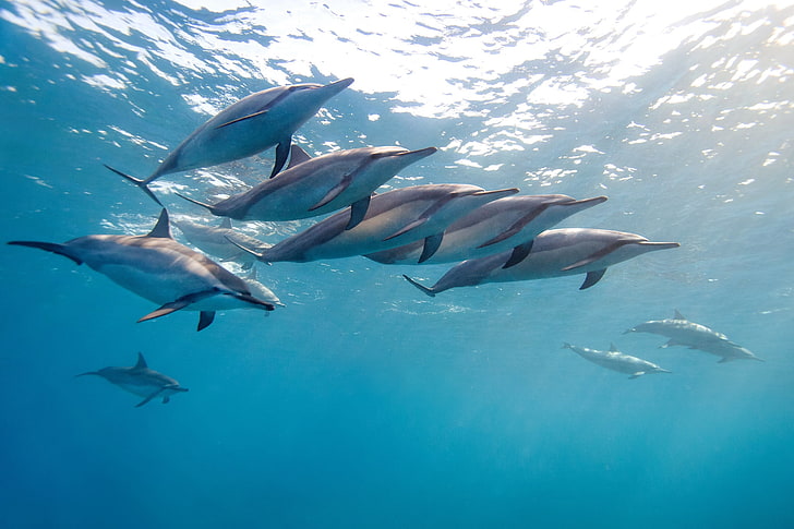 dolphins, tropical dolphin, hawaii, ocean, water, flock, sea, HD wallpaper
