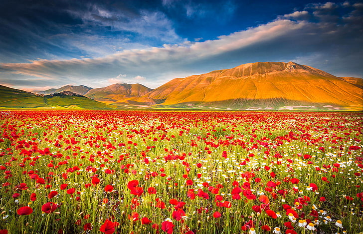 field of red petaled flowers, the sky, mountains, Maki, meadow, HD wallpaper