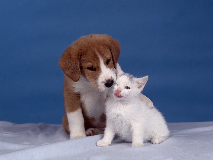 Animal, Cat & Dog, Baby Animal, Cute, Kiss, Kitten, Love, HD wallpaper