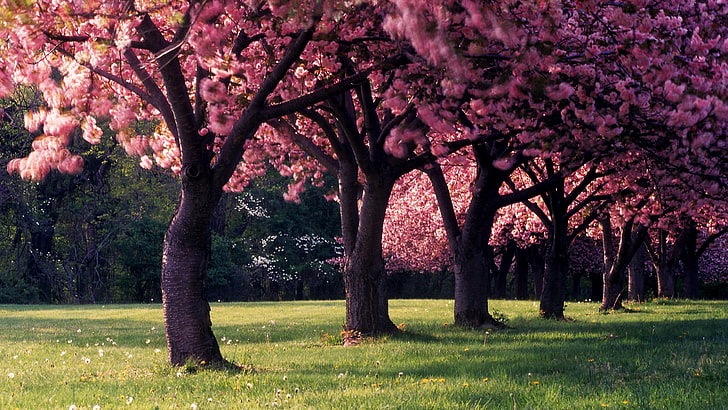 Sakura trees, spring, nature, dandelion, landscape, seasons, depth of field, HD wallpaper