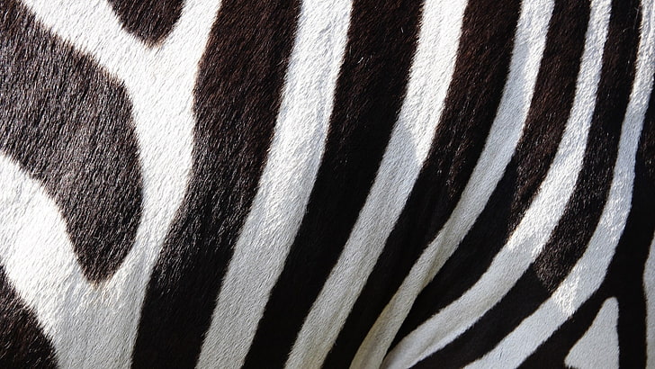 black, white, and brown striped textile, nature, animals, wildlife, HD wallpaper