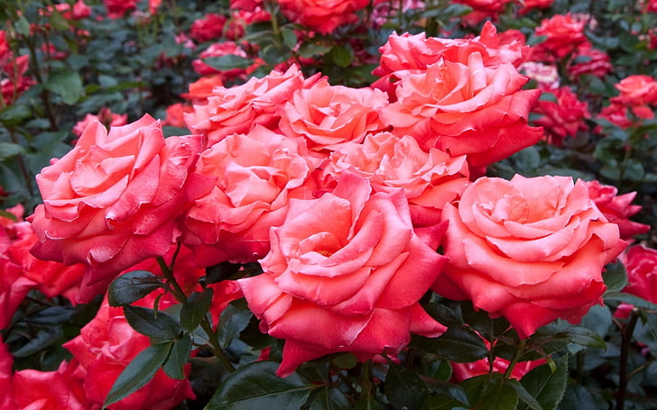 pink roses, flowers, garden, herbs, much, beauty, nature, red, HD wallpaper