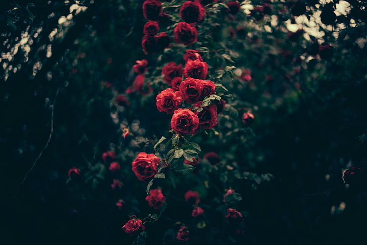 red petaled flowers, plants, rose, beauty in nature, growth, freshness