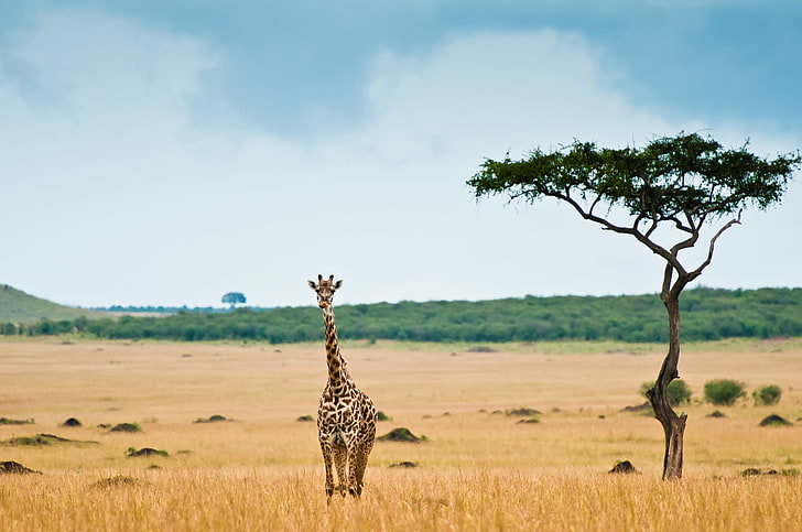 brown giraffe, Savannah, Africa, safari Animals, nature, east Africa, HD wallpaper