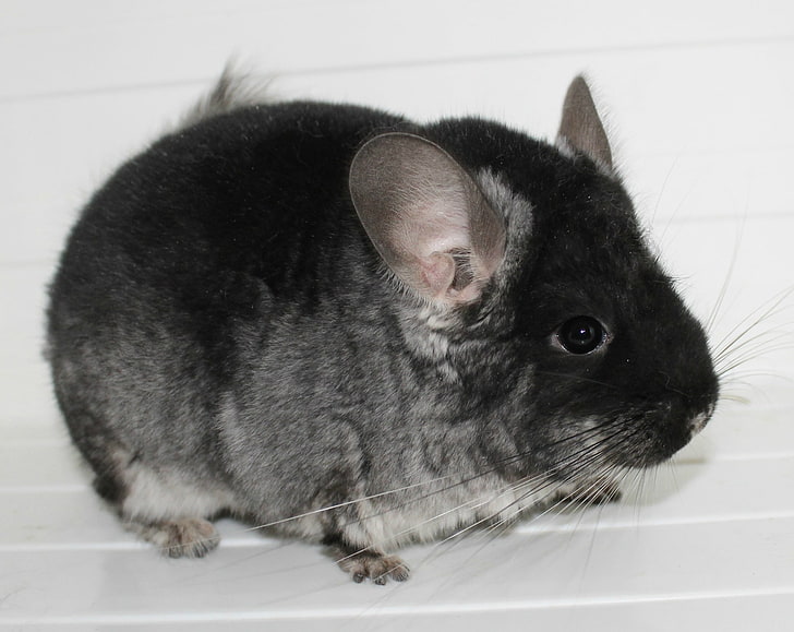 black and gray hamster, chinchilla, color, light, beautiful, fluffy