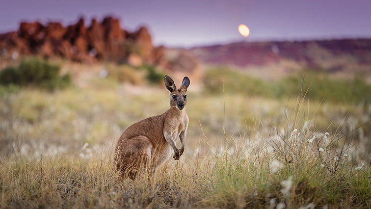brown kangaroo, morning, Australia, animal, animal themes, animal wildlife, HD wallpaper