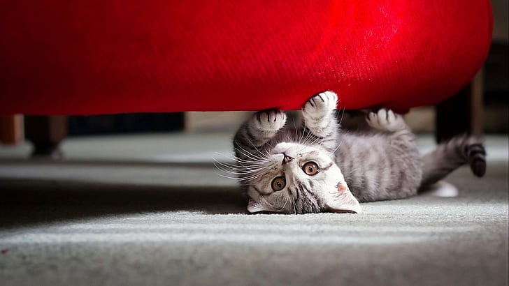 playing, cat, baby animals, kittens, couch, carpets, looking at viewer, HD wallpaper