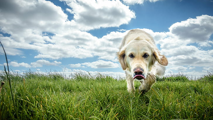 light Golden Retriever dog on green grass under blue sky, dublin, ireland, dog, dublin, ireland