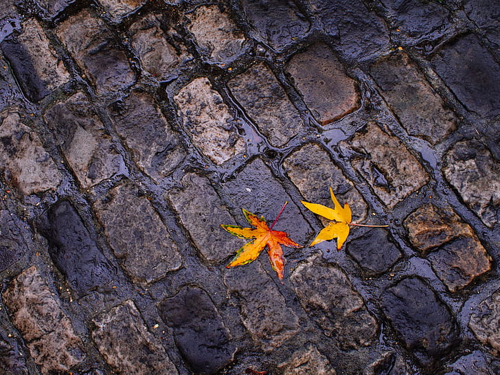 orange and yellow leaves on gray metal surface, Autumn, ground, HD wallpaper