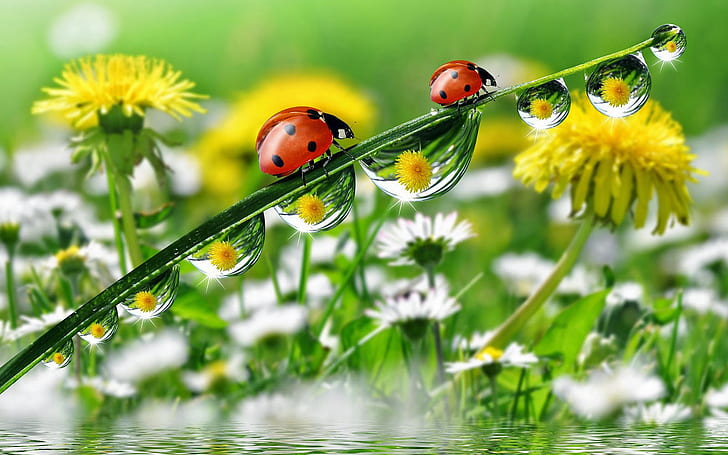 Morning Dew Drops Grass With Water Ladybug Yellow Meadow Flowers Dandelion Desktop Hd Wallpaper For Mobile Phones Tablet And Pc 1920×1200, HD wallpaper
