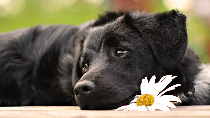 adult black Labrador retriever, dog, animals, puppies, daisies