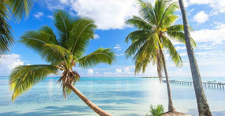 nature, landscape, French Polynesia, summer, beach, dock, palm trees