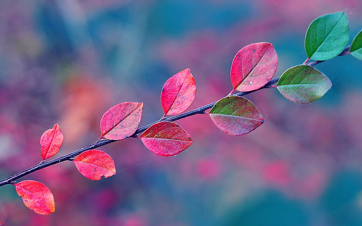 leaves, red leaves, fall, branch, leaf, plant part, beauty in nature, HD wallpaper