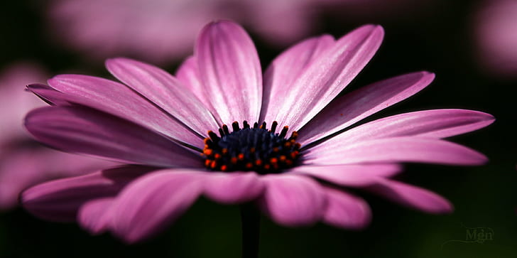 close up photography of purple daisy, F.B.L., picmonkey, nature, HD wallpaper