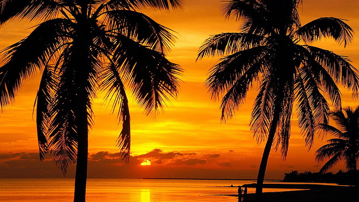 coconut trees, 4000x2250, beach, florida key, sunset