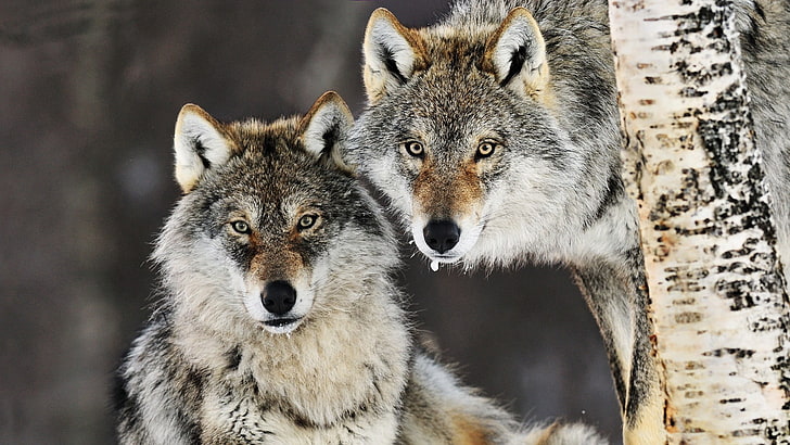 animals, wolf, animal wildlife, animals in the wild, group of animals, HD wallpaper