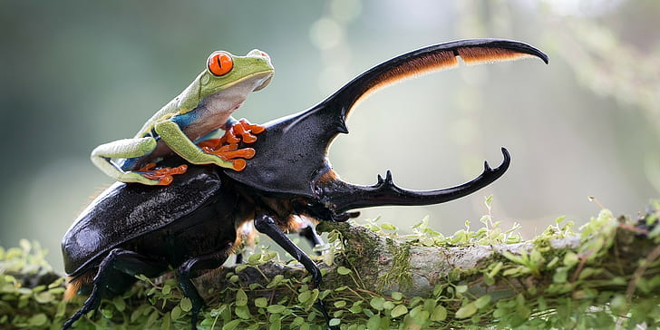 nature animals frog depth of field macro insect stags leaves branch red eyed tree frogs amphibian beetles, HD wallpaper