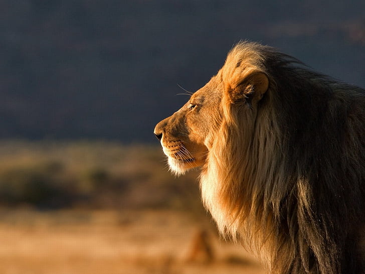 cat, Leo, large, the king of beasts, hischnik, wild, male, HD wallpaper