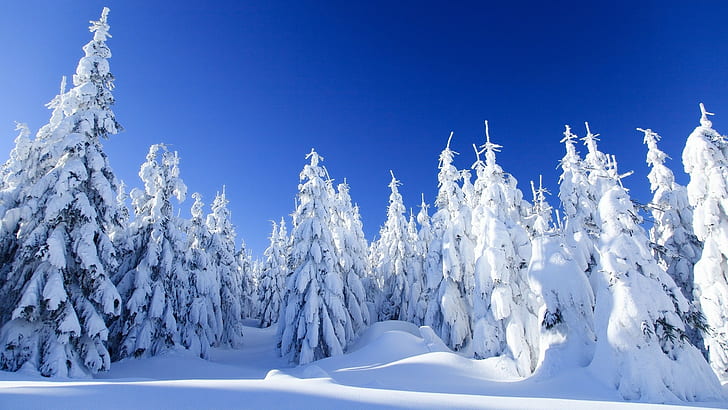 snow, trees, winter, nature, frost