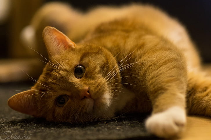 tilt shift lens photo of brown tabby cat, Sir, Canon  6D, f1.2, HD wallpaper
