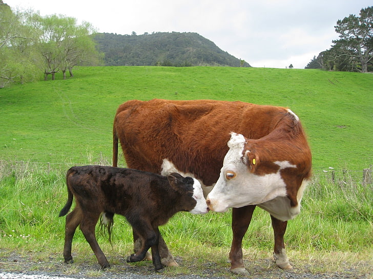 cow, baby animals, field, livestock, grass, mammal, animal themes