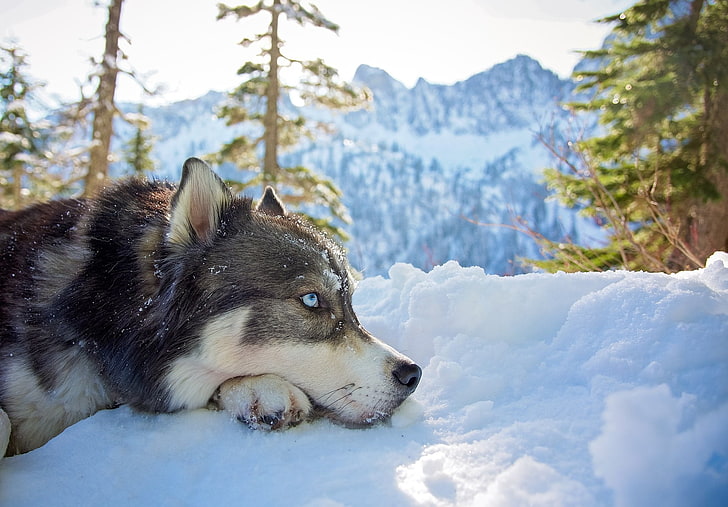 gray Siberian husky, mountains, animals, snow, dog, one animal