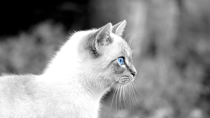 cat, animals, blue eyes, selective coloring, HD wallpaper