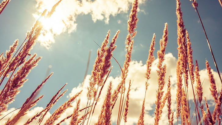 Wheat, 4k, HD wallpaper, meadows, sky, HD wallpaper