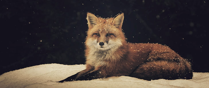 orange fox, animals, snow, winter, cold temperature, animal themes
