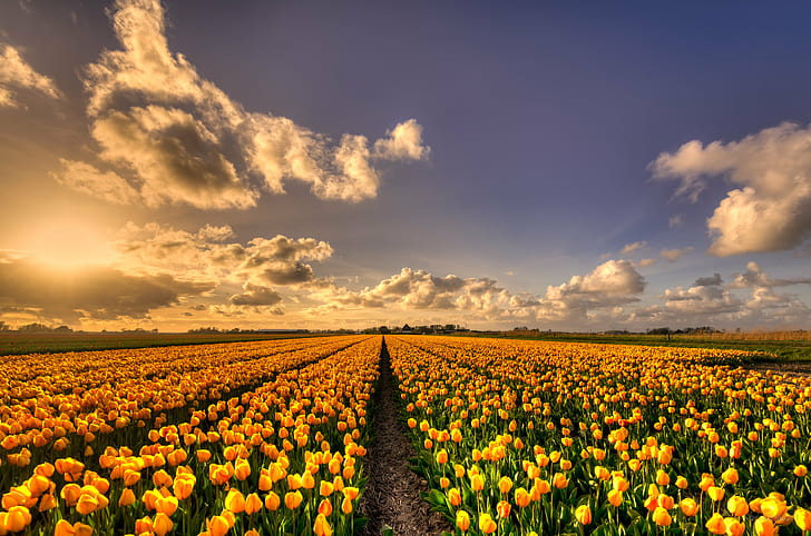 yellow tulip flowers plantation, Garden, 35mm, D750, Dutch, Europe, HD wallpaper